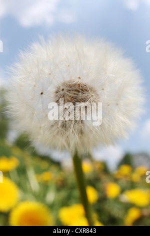 Horloge pissenlit (Taraxacum sect. ou blowball Ruderalia) sur un pré sous un ciel bleu Banque D'Images