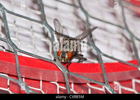 Maison commune fly (Musca domestica), sur la tapette à mouche électrique, insecte piège, choc électrique Banque D'Images