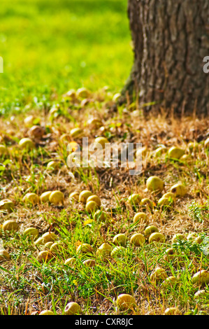 pommes tombées Banque D'Images