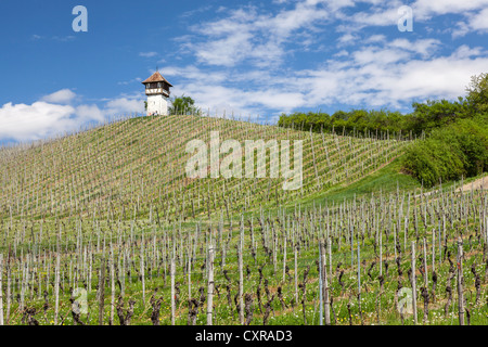 Tour sur la colline dans les vignes Lerchenberg près de Meersburg, Bade-Wurtemberg, Allemagne, Europe Banque D'Images