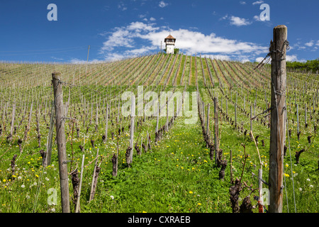 Tour sur la colline dans les vignes Lerchenberg près de Meersburg, Bade-Wurtemberg, Allemagne, Europe Banque D'Images