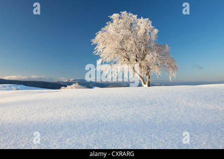 En forme de vent beech tree avec nouvelle neige, vue vers le Mont Belchen, Mt Schauinsland près de Fribourg dans la Forêt-Noire, Bade-Wurtemberg Banque D'Images