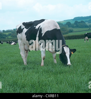Friesian Holstein vache laitière de lait sur pâturage de graminées, Devon Banque D'Images