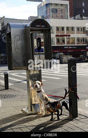 Scène de rue à Harlem, deux chiens sont liés à la cabine téléphonique, Manhattan, New York City, New York, USA, Amérique du Nord Banque D'Images