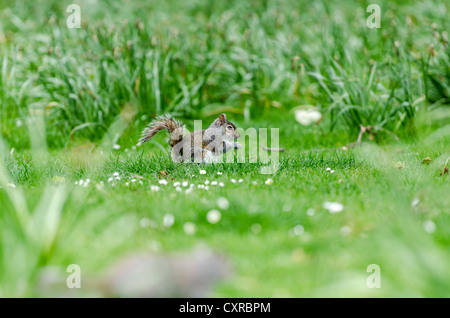 Gris ou de l'Écureuil gris (Sciurus carolinensis), sur l'herbe, St James's Park, Londres, le sud de l'Angleterre, Angleterre, Royaume-Uni Banque D'Images