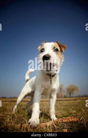 Parson Russell Terrier puppy, 7 mois, debout sur un pré Banque D'Images