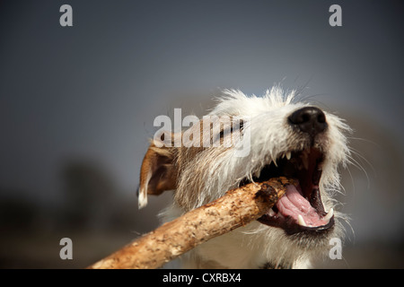 Parson Russell Terrier puppy, 7 mois, mordre un bâton Banque D'Images