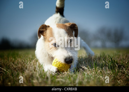 Parson Russell Terrier puppy, 7 mois, jouant avec une balle de caoutchouc jaune sur une pelouse Banque D'Images