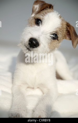 Parson Russell Terrier puppy, 6 mois, couché sur un divan Banque D'Images