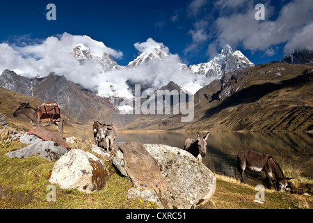 Lake Laguna Carhuacocha avec ânes (Asinus), chaîne de montagnes de la Cordillère Huayhuash, Andes, Pérou, Amérique du Sud Banque D'Images