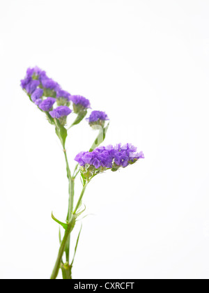 Limonium sinuatum 'Blue star' Nom commun Statice, lavande de mer Banque D'Images