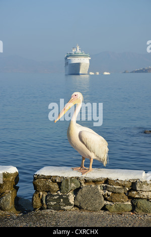 Petros II, le Great White Pelican, Chora, Mykonos, Cyclades, Mer Égée, Grèce Région Sud Banque D'Images