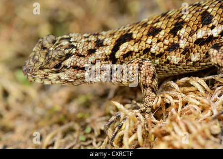 Tortue verte (lézard Sceloporus malachiticus), San Gerardo de dota, Costa Rica, Amérique Centrale Banque D'Images