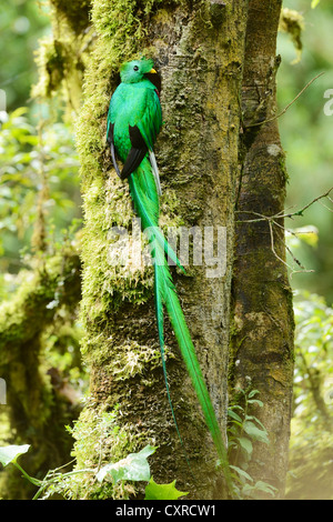 Quetzal resplendissant (Pharomachrus mocinno), homme, dans l'élevage burrow, San Gerardo de dota, Costa Rica, Amérique Centrale Banque D'Images