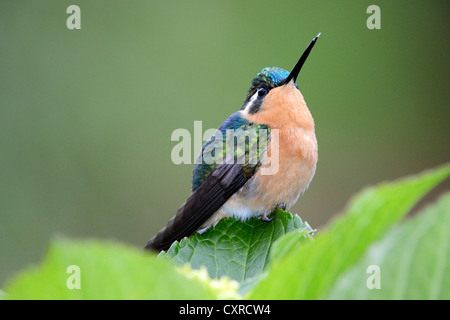 Purple-throated mountaingem (Lampornis calolaema), femme, San Gerardo de dota, Costa Rica, Amérique Centrale Banque D'Images