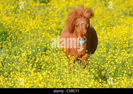 Poney Shetland sur un champ de fleurs (Ranunculus sp.), Maschwanden, Suisse, Europe Banque D'Images