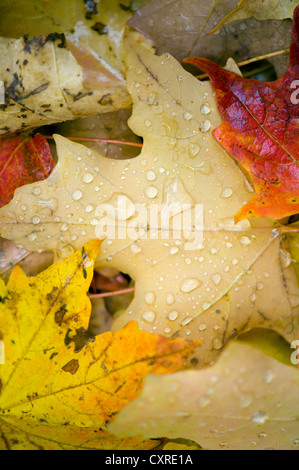 Les feuilles d'automne on car Banque D'Images