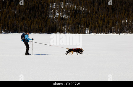 Les chiens de traîneau, ski joering femme tirant la fondeuse, dog sport, Huskies d'Alaska, le lac Lindeman, montagnes derrière Banque D'Images