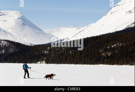 Les chiens de traîneau, ski joering femme tirant la fondeuse, dog sport, Huskies d'Alaska, le lac Lindeman, montagnes derrière Banque D'Images