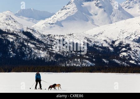 Les chiens de traîneau, ski joering femme tirant la fondeuse, dog sport, Huskies d'Alaska, le lac Lindeman, montagnes derrière Banque D'Images