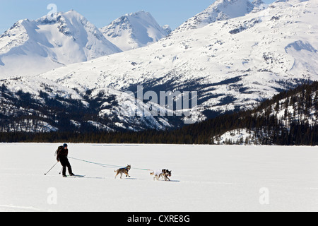 Les chiens de traîneau, ski joering femme tirant la fondeuse, dog sport, Huskies d'Alaska, le lac Lindeman, montagnes derrière Banque D'Images