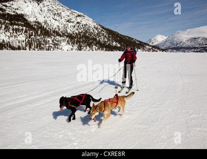 Les chiens de traîneau, ski joering femme tirant la fondeuse, dog sport, Huskies d'Alaska, le lac Lindeman, montagnes derrière Banque D'Images