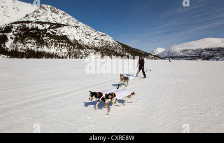 Les chiens de traîneau, ski joering femme tirant la fondeuse, dog sport, Huskies d'Alaska, le lac Lindeman, montagnes derrière Banque D'Images