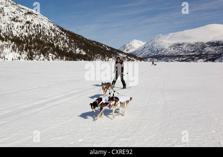 Les chiens de traîneau, ski joering femme tirant la fondeuse, dog sport, Huskies d'Alaska, le lac Lindeman, montagnes derrière Banque D'Images