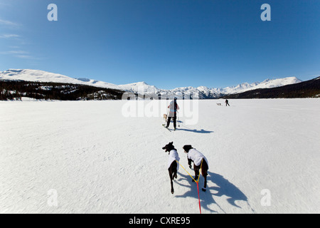 Le skijoring, traîneau à chiens tirant les skieurs, dog sport, Huskies d'Alaska, le lac Lindeman, montagnes derrière Banque D'Images