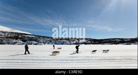 Le skijoring, traîneau à chiens tirant les skieurs, dog sport, Huskies d'Alaska, le lac Lindeman, montagnes derrière Banque D'Images