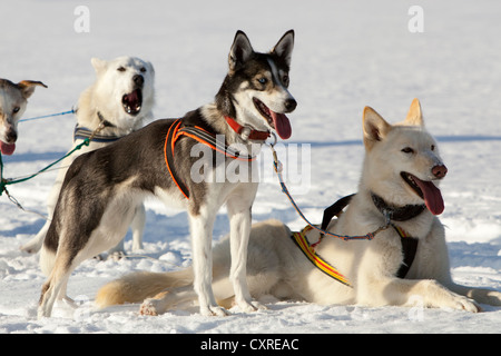 Les chiens Les chiens de traîneau, le plomb, les Huskies d'Alaska, dans le faisceau, haletant, se reposant dans la neige, le lac Laberge, Territoire du Yukon, Canada Banque D'Images