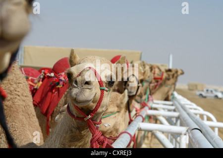 Al Sheehaniya, camel race track, Doha, Qatar, Émirats arabes unis, Moyen Orient Banque D'Images