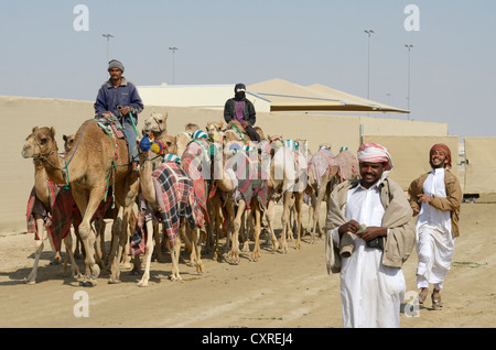 Al Sheehaniya, camel race track, Doha, Qatar, Émirats arabes unis, Moyen Orient Banque D'Images