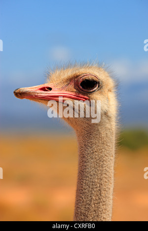 Autruche d'Afrique du Sud (Struthio camelus australis), adulte, homme, portrait, Oudtshoorn, Petit Karoo, Afrique du Sud, l'Afrique