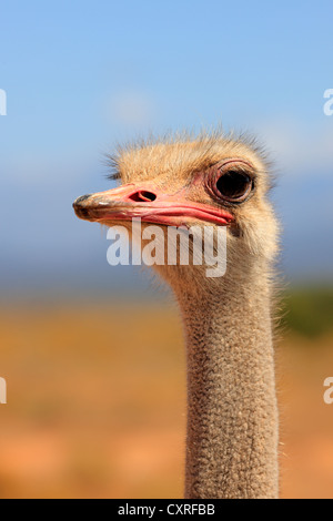 Autruche d'Afrique du Sud (Struthio camelus australis), adulte, homme, portrait, Oudtshoorn, Petit Karoo, Afrique du Sud, l'Afrique
