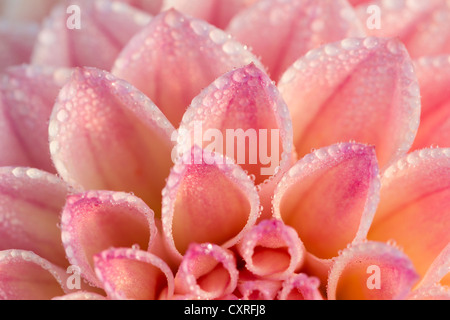 Détail, le dahlia (Dahlia sp.), Hesse, Germany, Europe Banque D'Images