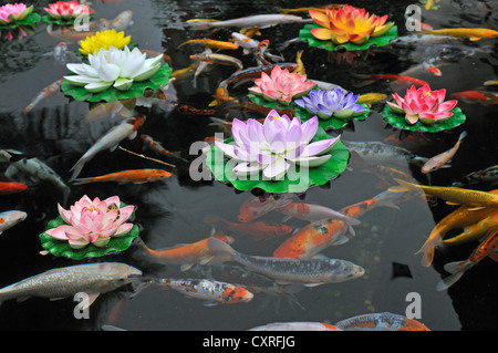 L'étang de koi au Temple du Bouddha de Jade, Shanghai, Chine, Asie Banque D'Images