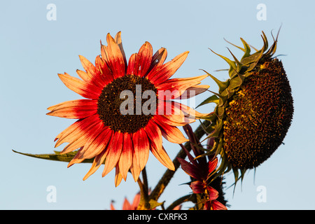 Tournesol (helianthus annuus), Hesse, Germany, Europe Banque D'Images