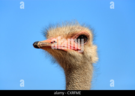 Autruche d'Afrique du Sud (Struthio camelus australis), adulte, homme, portrait, Oudtshoorn, Petit Karoo, Afrique du Sud, l'Afrique