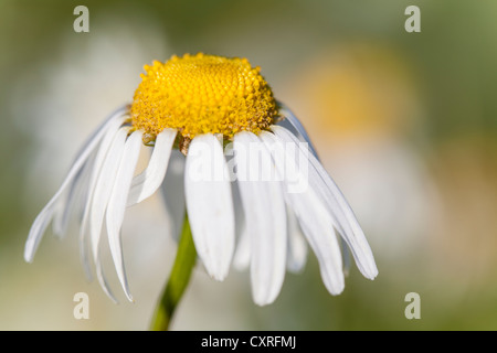 Oxeye daisy (Leucanthemum vulgare), la floraison, Hesse, Germany, Europe Banque D'Images