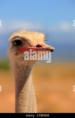 Autruche d'Afrique du Sud (Struthio camelus australis), adulte, homme, portrait, Oudtshoorn, Petit Karoo, Afrique du Sud, l'Afrique