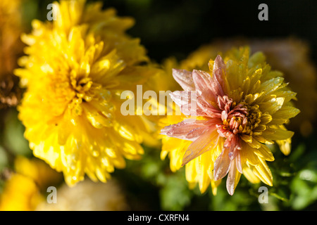 Withered le dahlia (Dahlia sp.), Hesse, Germany, Europe Banque D'Images