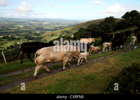 Troupeau de vaches avec bull à marcher le long du chemin boueux pays près de Moel Arthur dans l'Clwydian Hills dans le Nord du Pays de Galles Banque D'Images
