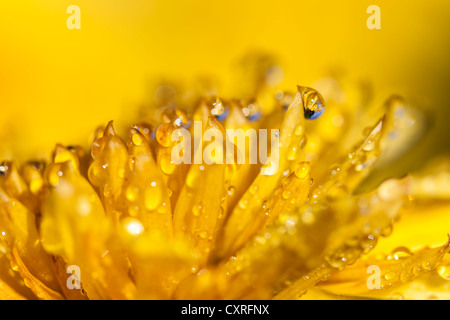 Le dahlia (Dahlia jaune sp.), détail, Hesse, Germany, Europe Banque D'Images