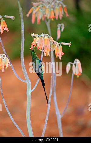 Souimanga Malachite (Nectarinia famosa), homme, à la recherche de nourriture dans les fleurs, Oudtshoorn, Petit Karoo, Afrique du Sud, l'Afrique Banque D'Images