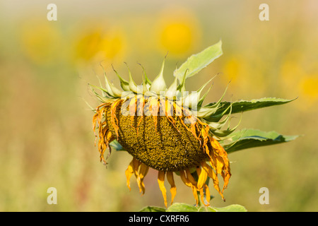 Withered tournesol (helianthus annuus) Banque D'Images