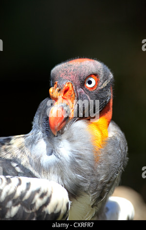 Vautour pape (Sarcoramphus papa), adulte, portrait, Cape Town, Afrique du Sud, l'Afrique Banque D'Images