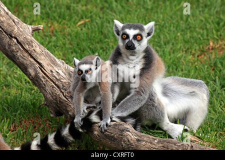 Ring-tailed lémuriens (Lemur catta), la mère et les jeunes, Madagascar, Afrique Banque D'Images