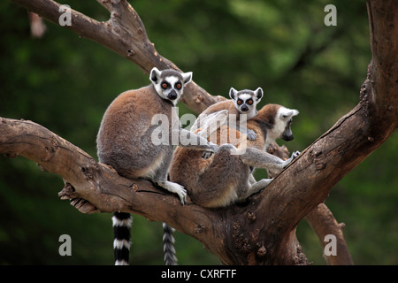 Ring-tailed lémuriens (Lemur catta) avec un bébé dans un arbre, Madagascar, Afrique Banque D'Images