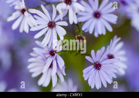 Blue Aster (Aster cordifolius), 'bleu', Kassel, Hesse, Germany, Europe Banque D'Images